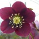 HELLEBORUS x hybridus