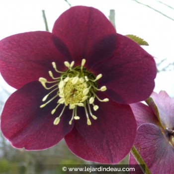 HELLEBORUS x hybridus