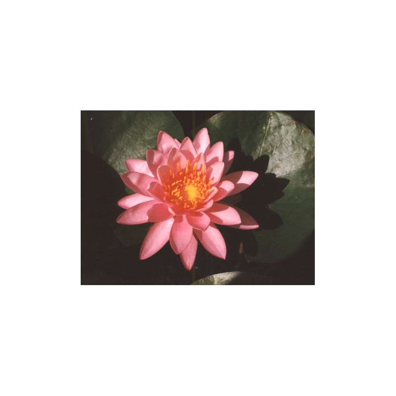 NYMPHAEA 'Princess Elisabeth'