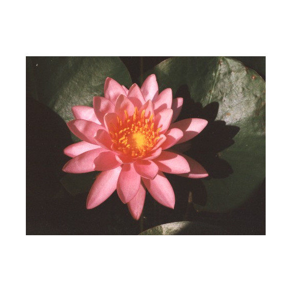 NYMPHAEA 'Princess Elisabeth'