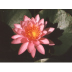 NYMPHAEA 'Princess Elisabeth'