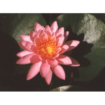 NYMPHAEA \'Princess Elisabeth\'