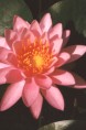 NYMPHAEA 'Princess Elisabeth'
