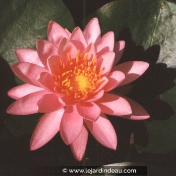 NYMPHAEA &#039;Princess Elisabeth&#039;