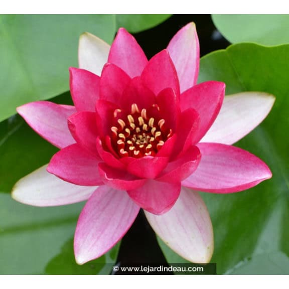 NYMPHAEA 'Liou'