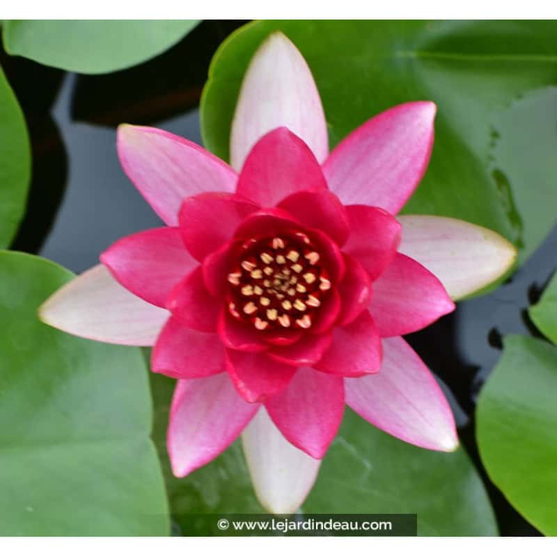 NYMPHAEA 'Liou'