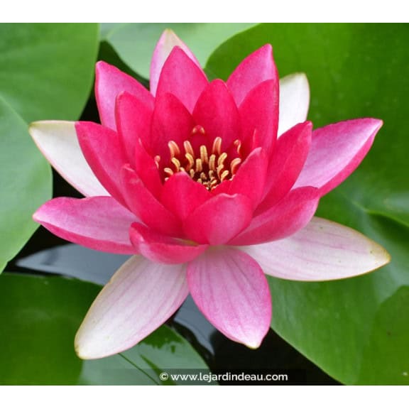 NYMPHAEA 'Liou'
