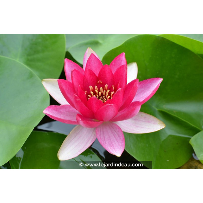 NYMPHAEA 'Liou'