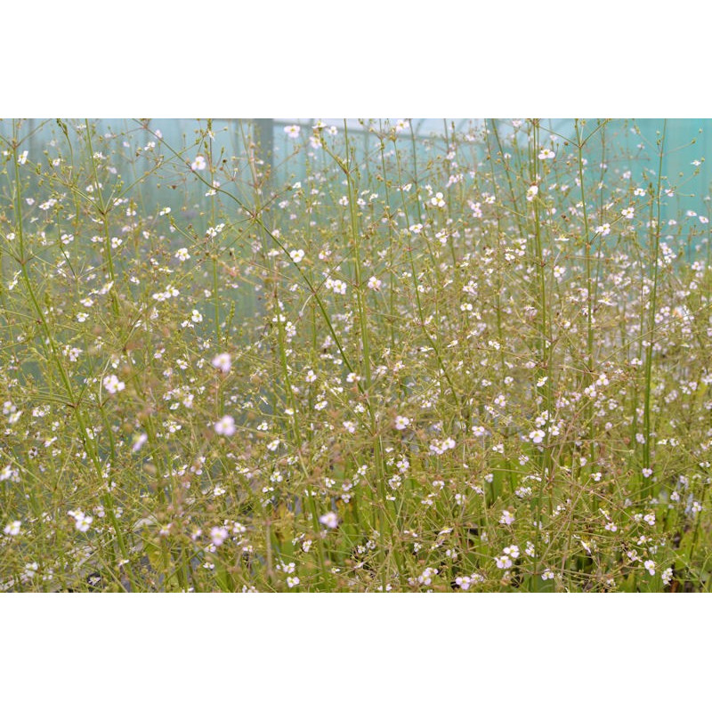 ALISMA plantago-aquatica ALISMA plantago-aquatica
