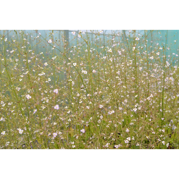 ALISMA plantago-aquatica