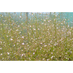 ALISMA plantago-aquatica ALISMA plantago-aquatica
