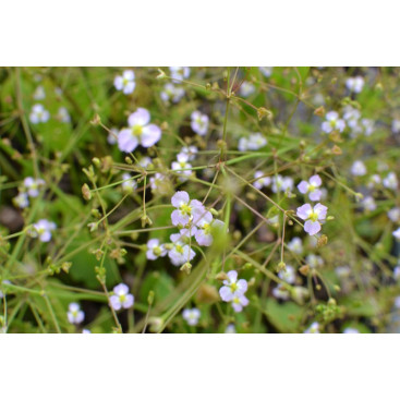 ALISMA plantago-aquatica