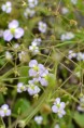 ALISMA plantago-aquatica