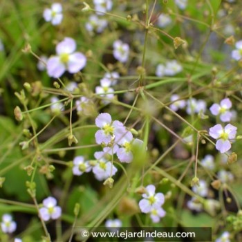 ALISMA plantago-aquatica