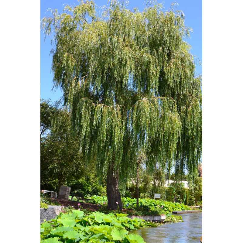 Salix alba 'Tristis' Salix alba 'Tristis'