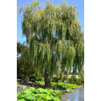 Salix alba 'Tristis' Salix alba 'Tristis'