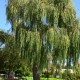 Salix alba 'Tristis'