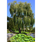 Salix alba 'Tristis' Salix alba 'Tristis'