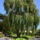 Salix alba 'Tristis'