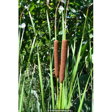 TYPHA laxmannii - Massette de Laxmann