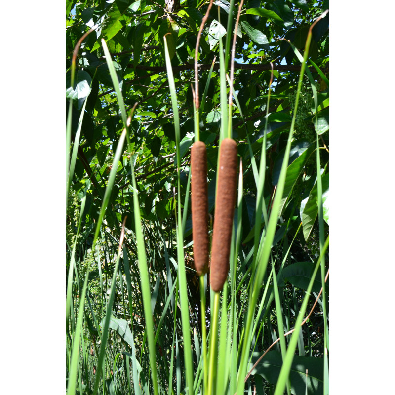 TYPHA laxmannii TYPHA laxmannii