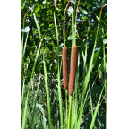 TYPHA laxmannii TYPHA laxmannii