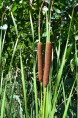 TYPHA laxmannii