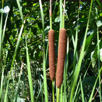 TYPHA gracilis