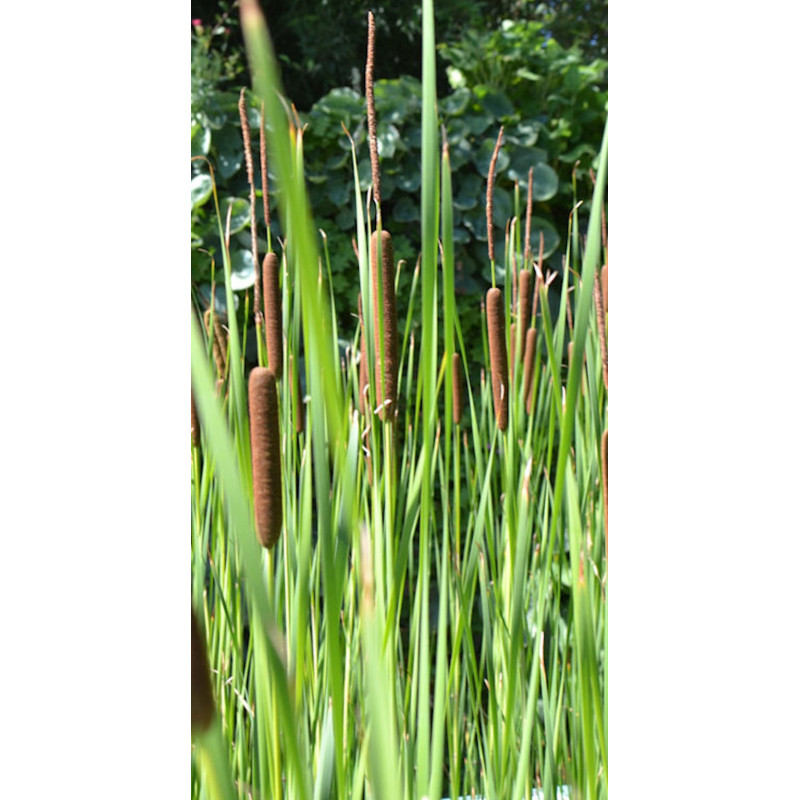 TYPHA laxmannii TYPHA laxmannii