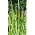 TYPHA laxmannii TYPHA laxmannii