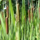 TYPHA gracilis