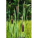 TYPHA latifolia
TYPHA latifolia - Massette à larges feuilles / Common Reed Mace