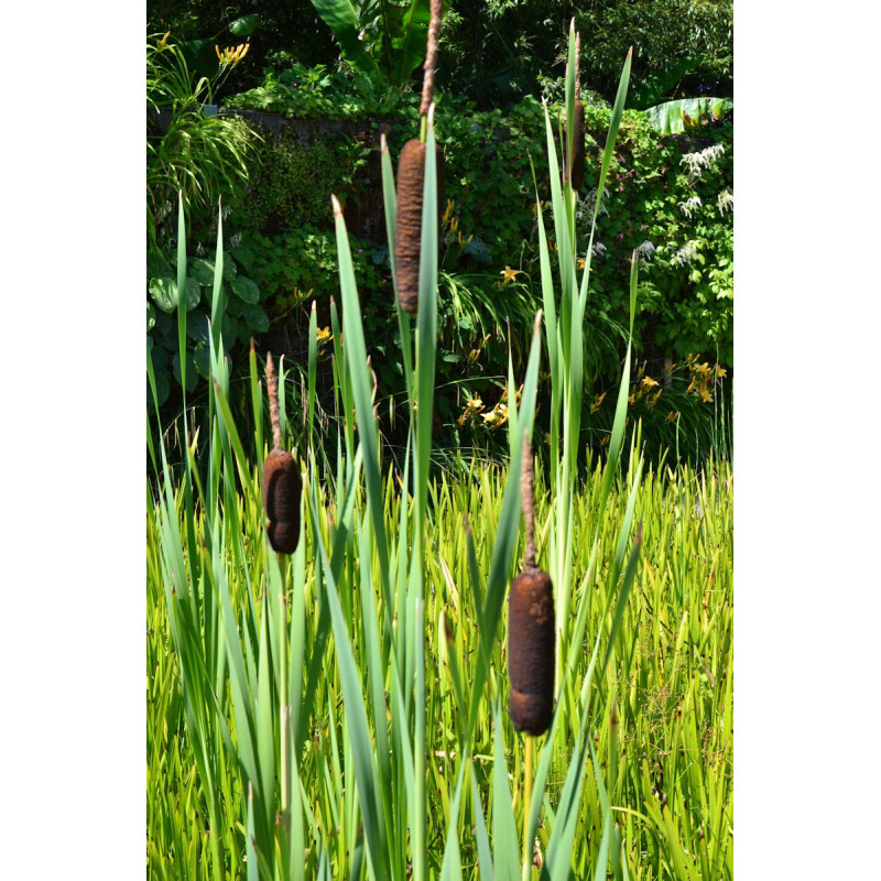 TYPHA latifolia