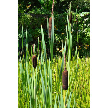 TYPHA latifolia