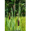 TYPHA latifolia - Massette à larges feuilles / Common Reed Mace