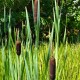 TYPHA latifolia