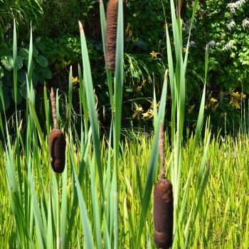 TYPHA latifolia