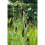 TYPHA latifolia