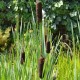 TYPHA latifolia