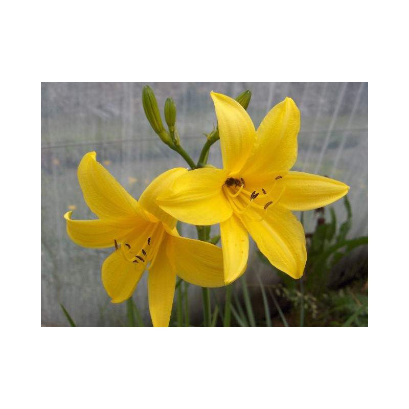 HEMEROCALLIS lilioasphodelus