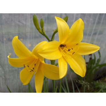 HEMEROCALLIS lilioasphodelus