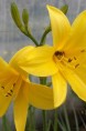 HEMEROCALLIS lilioasphodelus
