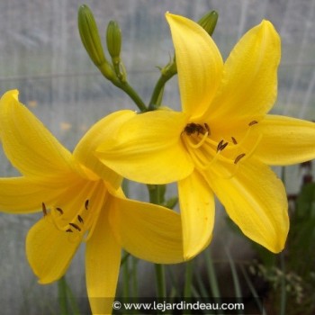 HEMEROCALLIS lilioasphodelus