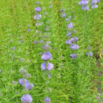 MENTHA cervina