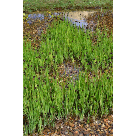 JUNCUS ensifolius