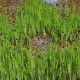 JUNCUS ensifolius