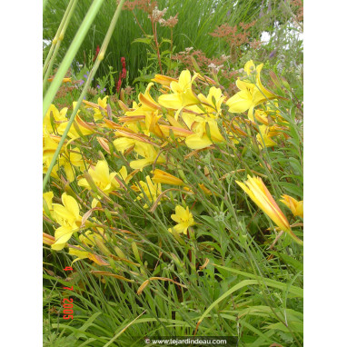 HEMEROCALLIS \'Corky\'