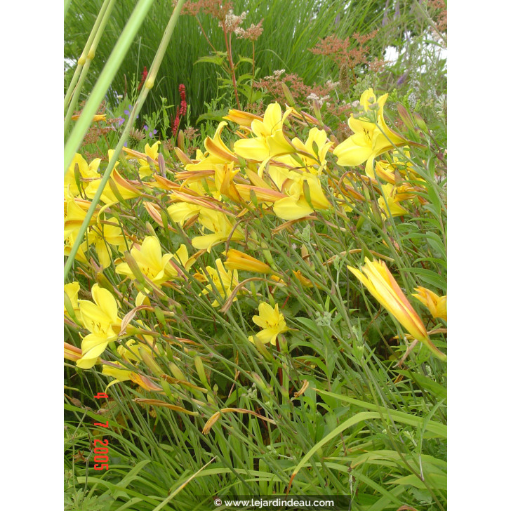 HEMEROCALLIS 'Corky', H&eacute;m&eacute;rocalle, rustique, jaune - Le Jardin d'Eau