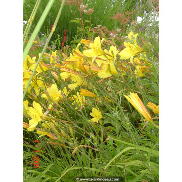 HEMEROCALLIS \'Corky\'