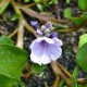 EICHHORNIA azurea
